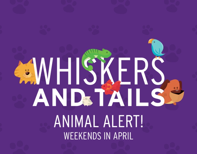 Whiskers and Tails at Kids Quest