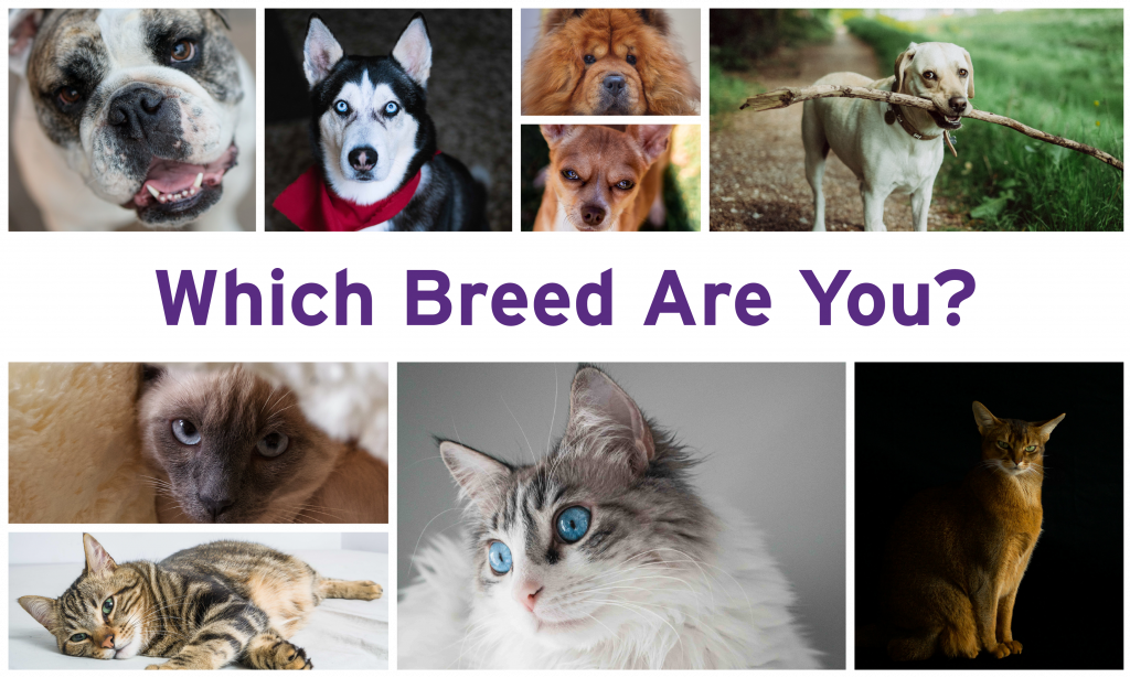 Which Breed Are You?